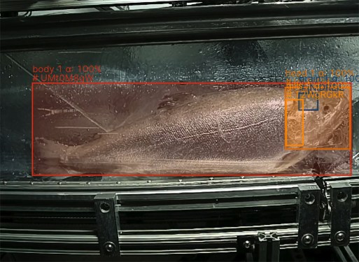 Shinkei's fish-harvesting tech