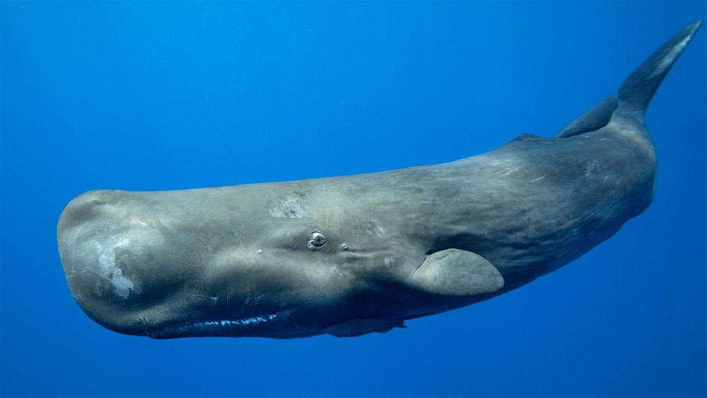 Sperm whale (Photo: James R.D. Scott / Getty Images)