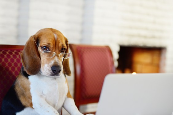 Dog with glasses, working at laptop.