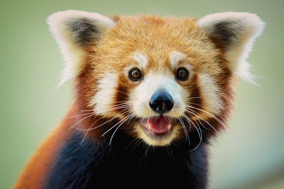 Red Panda