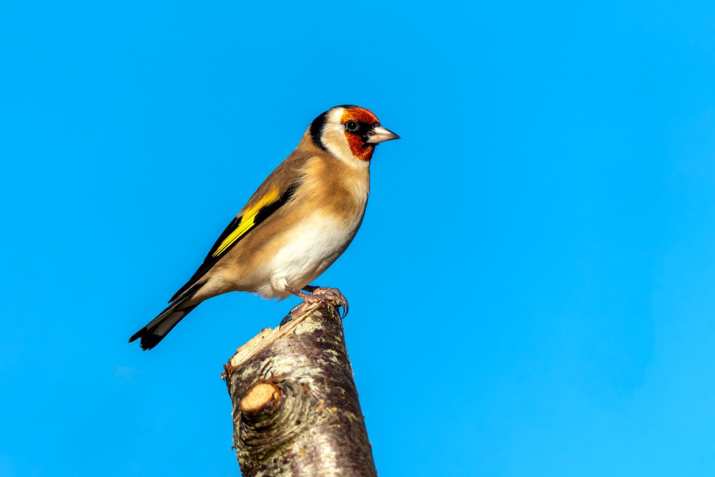 Goldfinch (Carduelis carduelis) bird perched on a shrub branch which is a common garden songbird bird found in the UK and Europe.