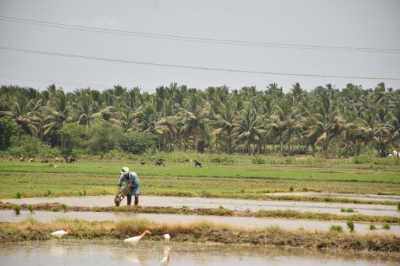 Rice farming in India