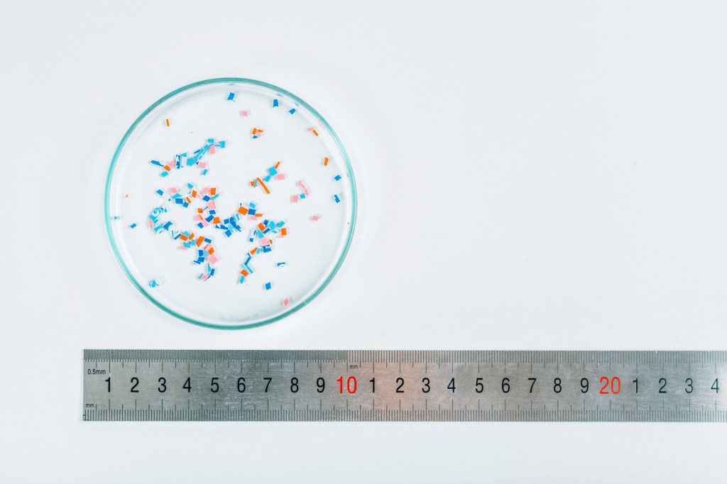 Microplastics research, conceptual image. ruler next to Petri dish holding microplastics