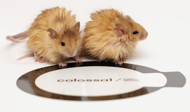 Colossal Biosciences - woolly mouse