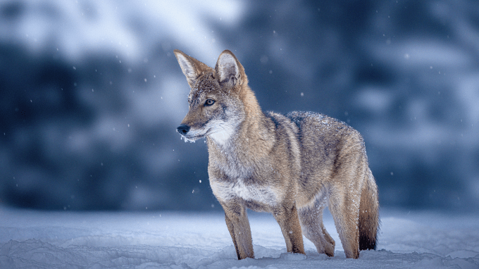 Colossal Biosciences red wolf